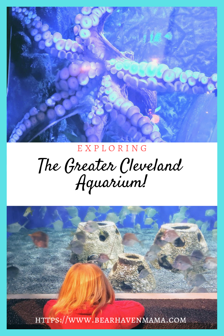 Why you should Explore the Greater Cleveland Aquarium