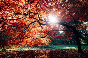 Create a Fall Poetry Book with this Autumn Homeschool Poetry Unit (free printable)