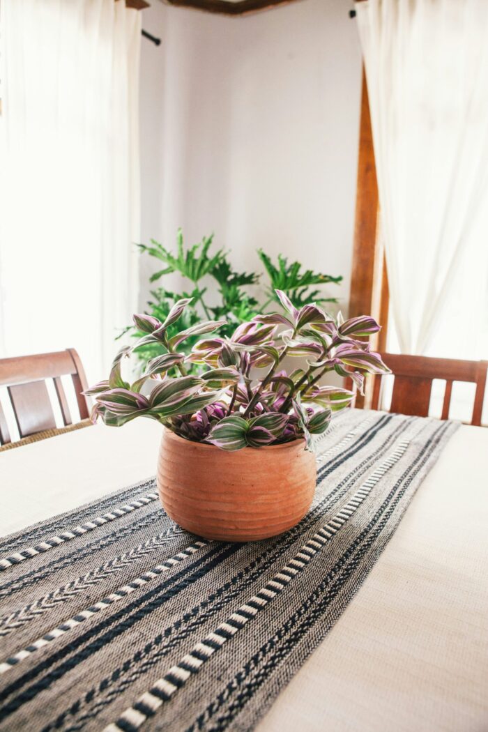 plant on a dining room table